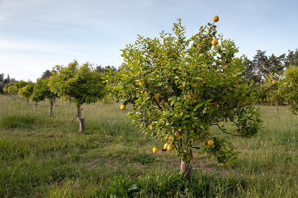 Masseria Della Volpe Casale Modica Zewnętrze zdjęcie